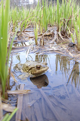 kroete