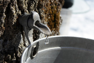 collecting sap to produce maple syrup