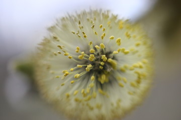 flower of a willow