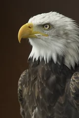Peel and stick wall murals Eagle bald eagle