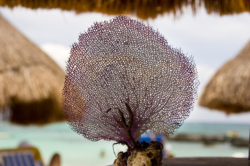 coral
