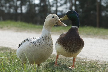 ente4