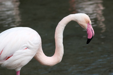 flamingo