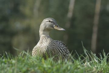 ente3