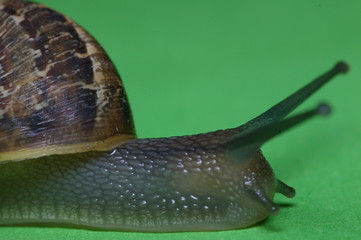 escargot