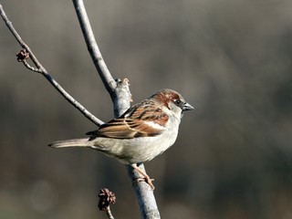 a sparrow taking a break