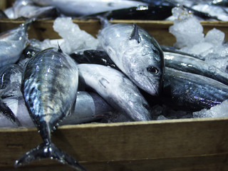 frische fische in kisten auf dem fischmarkt - obrazy, fototapety, plakaty