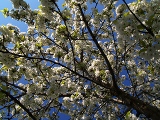 spring