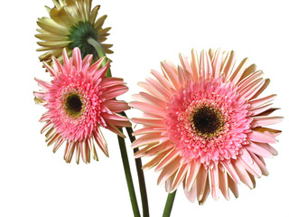gerbera pink flower