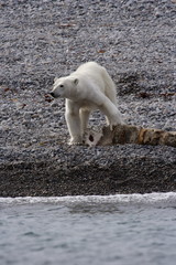 polar bears © Gail Johnson