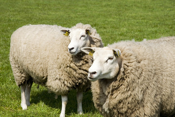 Naklejka na ściany i meble dwie owce