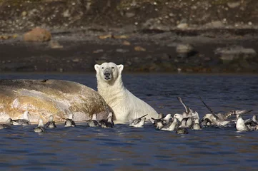 Fotobehang polar bears © Gail Johnson