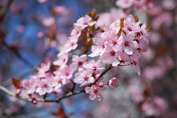 spring
