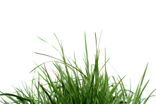 green grass