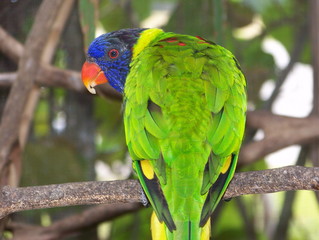 rainbow lorikeet