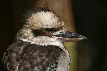 kookaburra