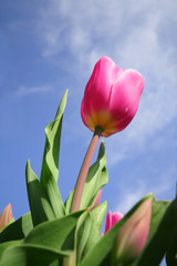 tulips © hfng