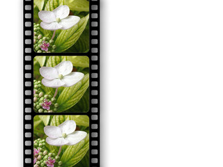 flower film - obrazy, fototapety, plakaty