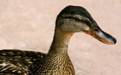 quack2