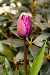 tulpe