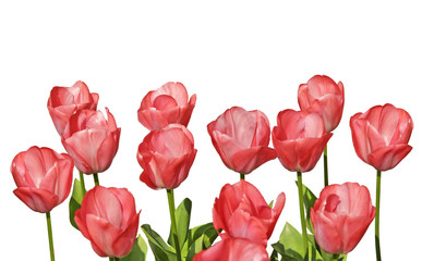 tulipes roses sur fond blanc