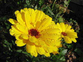 raindrops on flower