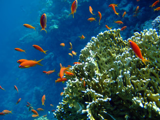 Fototapeta na wymiar scalefin anthias and coral in blue