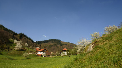 Fototapeta na wymiar baumblüte im schwarzwald