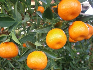 clementines sur l'arbre