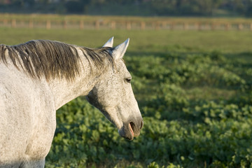 Naklejka na ściany i meble grey horse with flea bite marking on coat