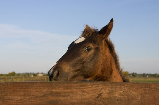 Cautious Horse