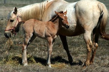 Obraz premium mother and colt horses