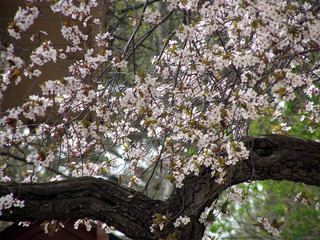cherry tree in blossom