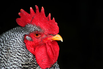 barred rock rooster 2 © Lee O'Dell
