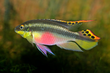 kribensis (purple cichlid)