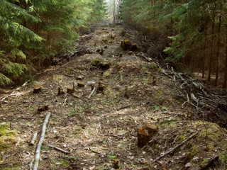 the cut down glade in forest