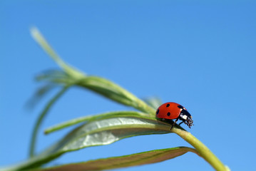siebenpunkt marienkäfer