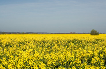 Obraz premium gelb bis zum horizont