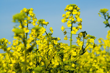 Obraz premium raps in blüte