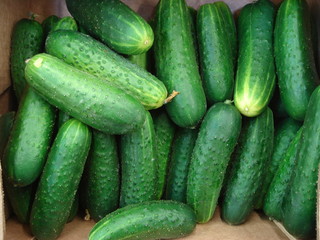 the green cucumbers