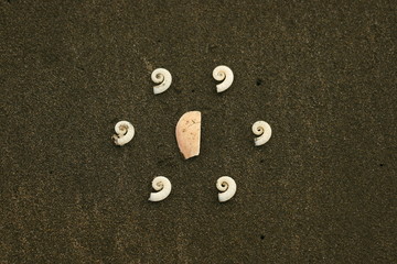 shells