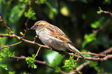 house sparrow