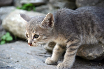 kitten in the mountains