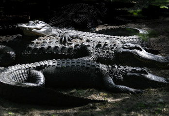 reptile convention