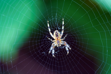 radiographic picture of a spider