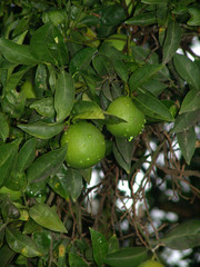limonen
