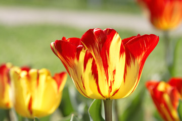 tulips field