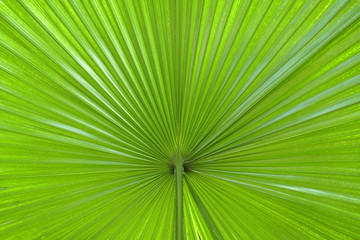 Obraz premium palm leaf abstract