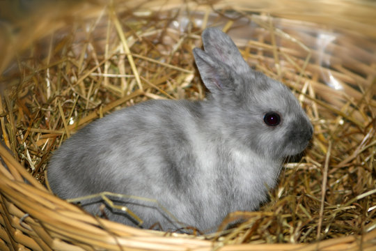 gray rabbit