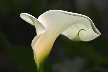 white calla lily, back view with light coming through